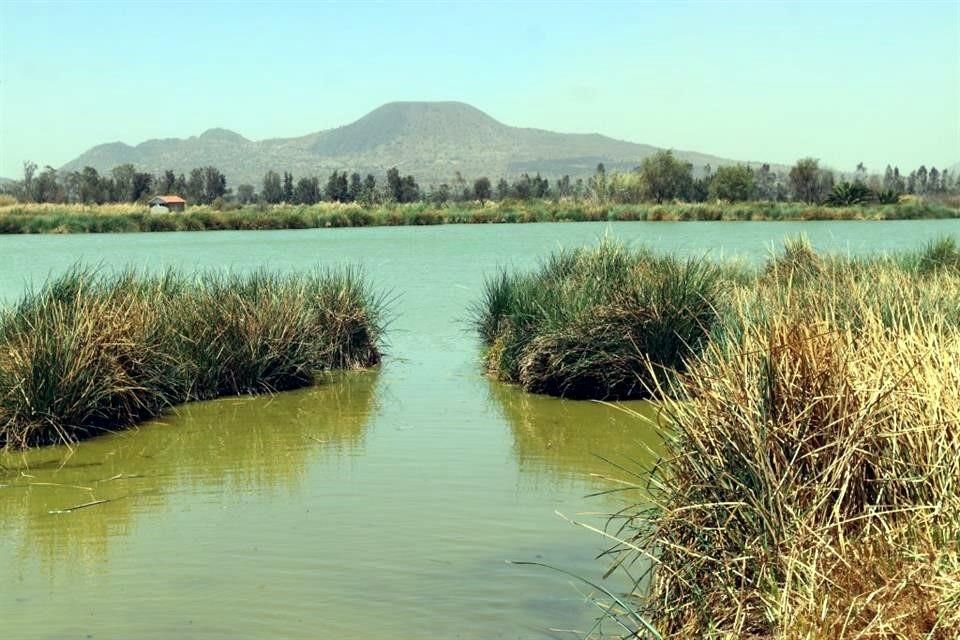 Especialistas señalan que desarrollar más cuerpo de agua en la CDMX ayudaría a disminuir el fenómeno de islas de calor.