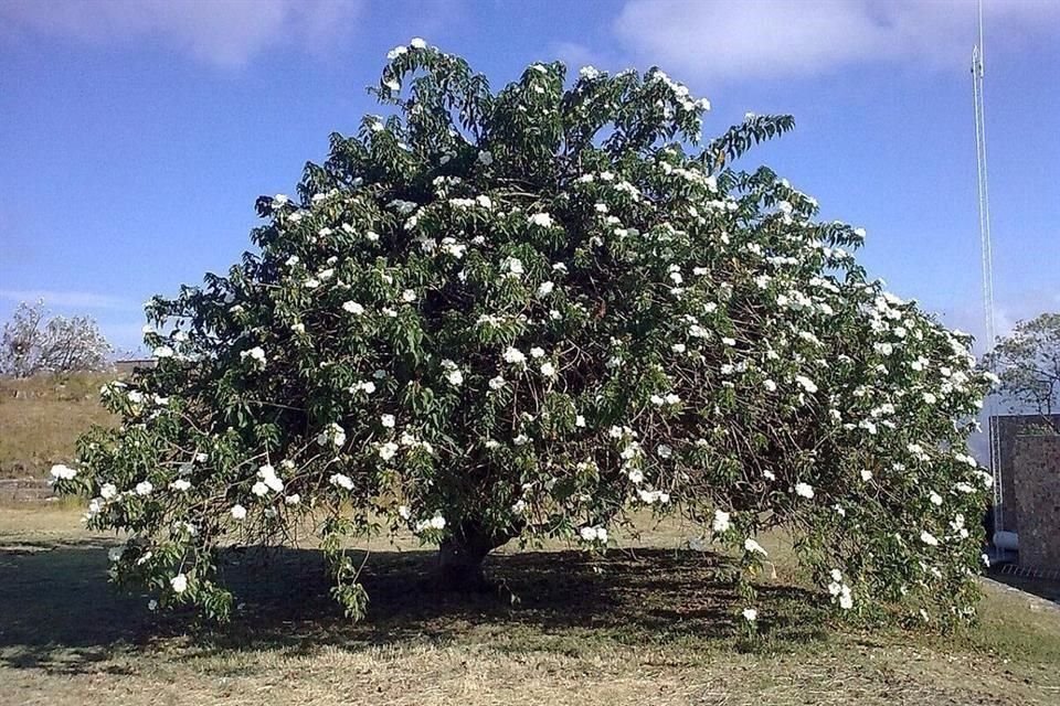 Para cuidar el agua no necesariamente debes eliminar las plantas, sino saber elegirlas.
