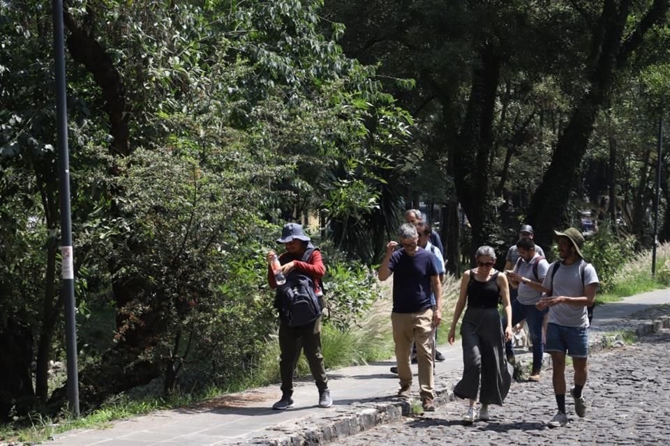 Especialistas realizan recorridos en Coyoacán sobre la historia e importancia del arbolado en la Alcaldía.