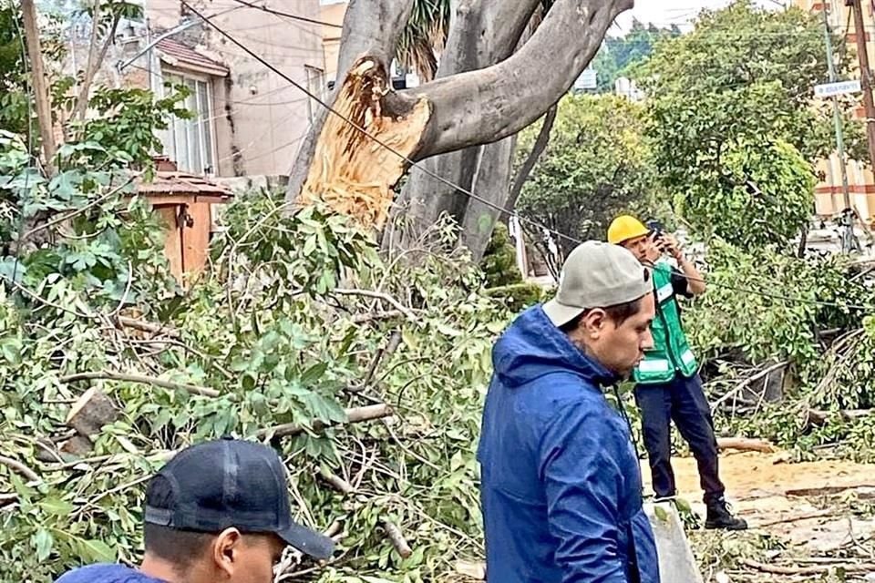 arbolado de Coyoacán