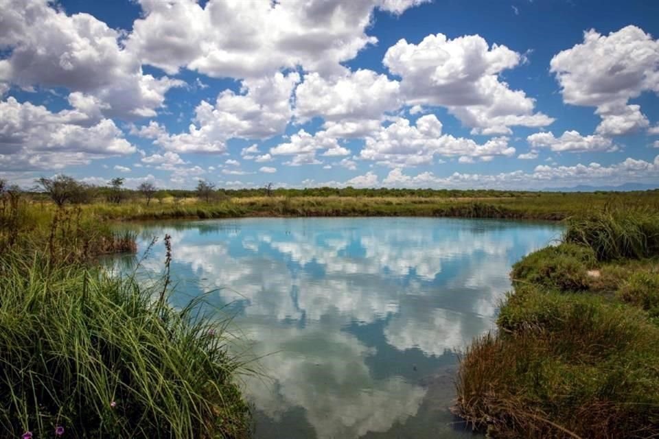 Un particular logró recuperar del olvido riqueza de humedal ubicado en Linares.
