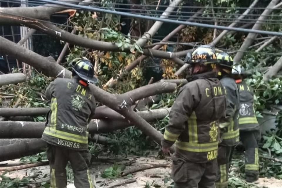 Bomberos acudieron a retirar un árbol que cayó sobre la vía pública, en calle Nebraska, Colonia Nápoles, en Benito Juárez.