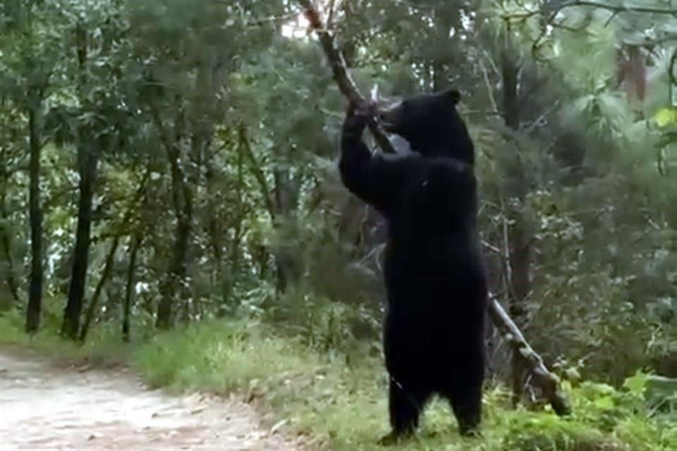 El oso estira el árbol hasta que logra derribarlo sobre la vereda.