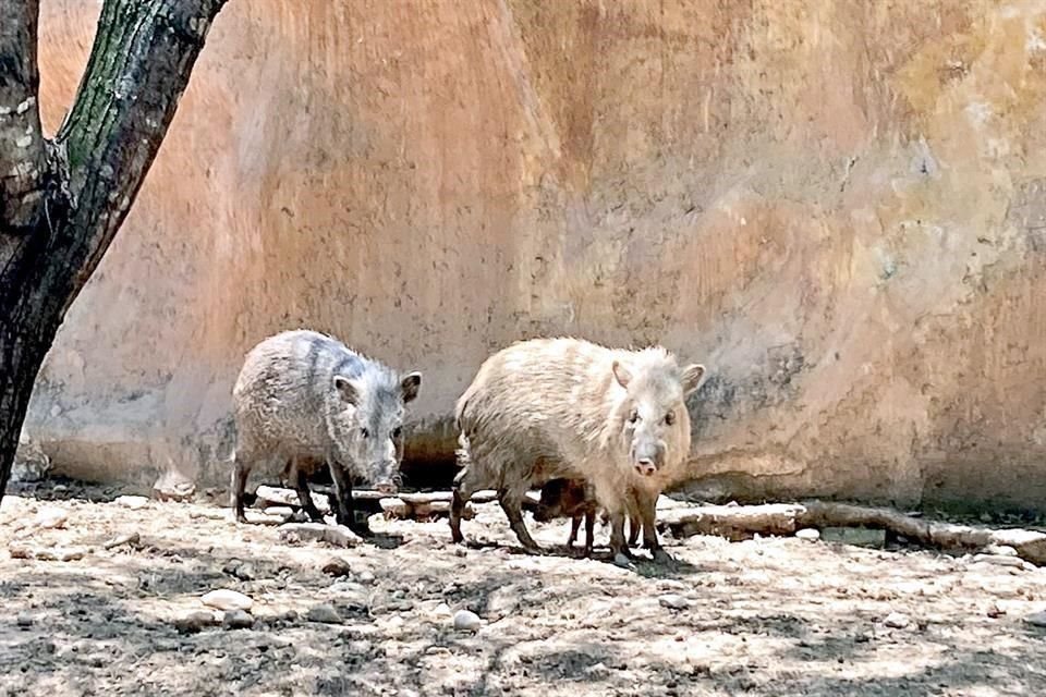 Activistas señalaron que hoy, 62 animales de La Pastora serían trasladados a los parques Bioparque Estrella y Xenpal.