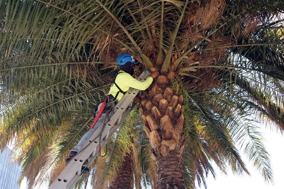 Como parte de una prueba piloto, colocarán sensores en palmeras canarias alrededor del Monumento a la Revolución.