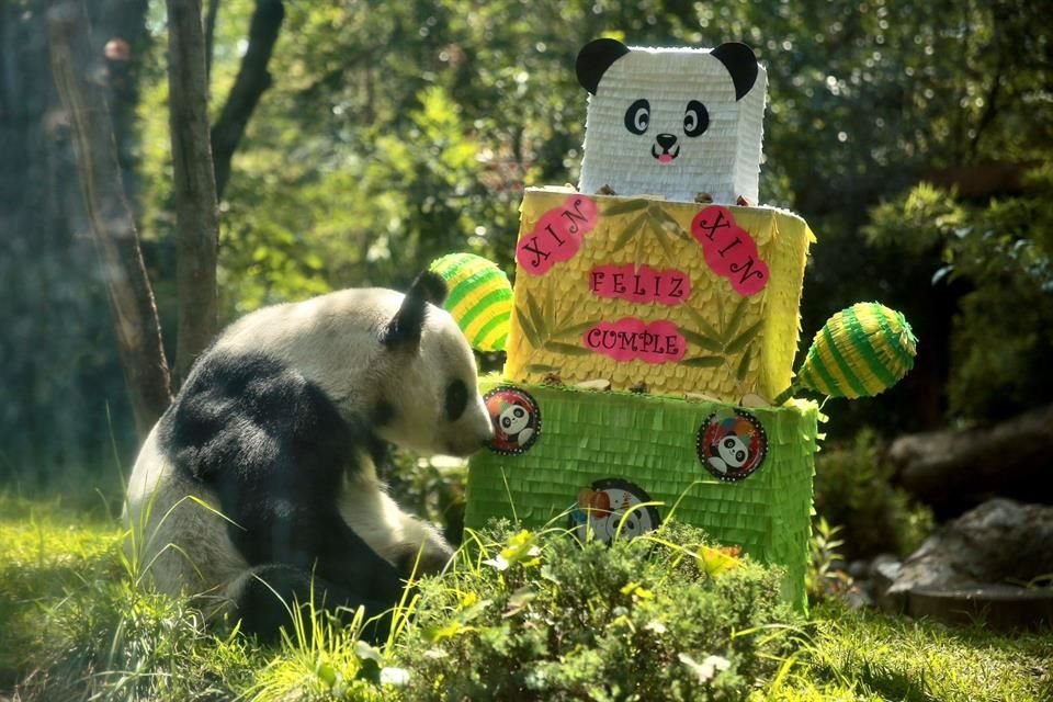 'Xin Xin', la última osa panda en el Zoológico de Chapultepec, cumplió 33 años y fue festejada; comió manzanas dentro de cajas en forma de pastel.