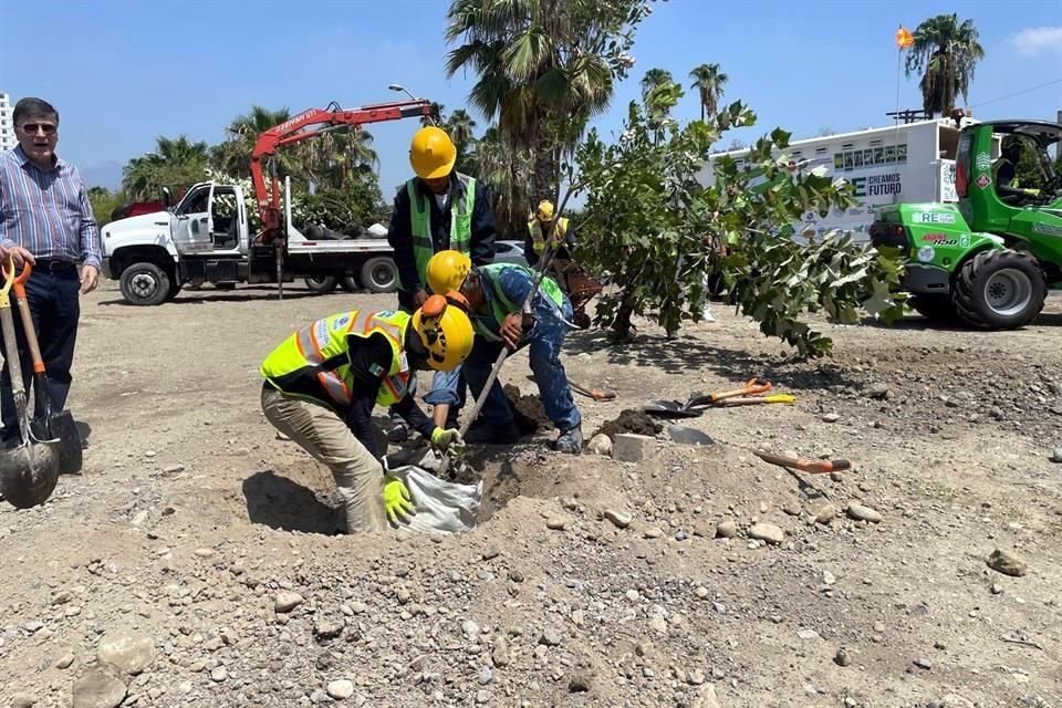 Los árboles fueron plantados esta mañana.