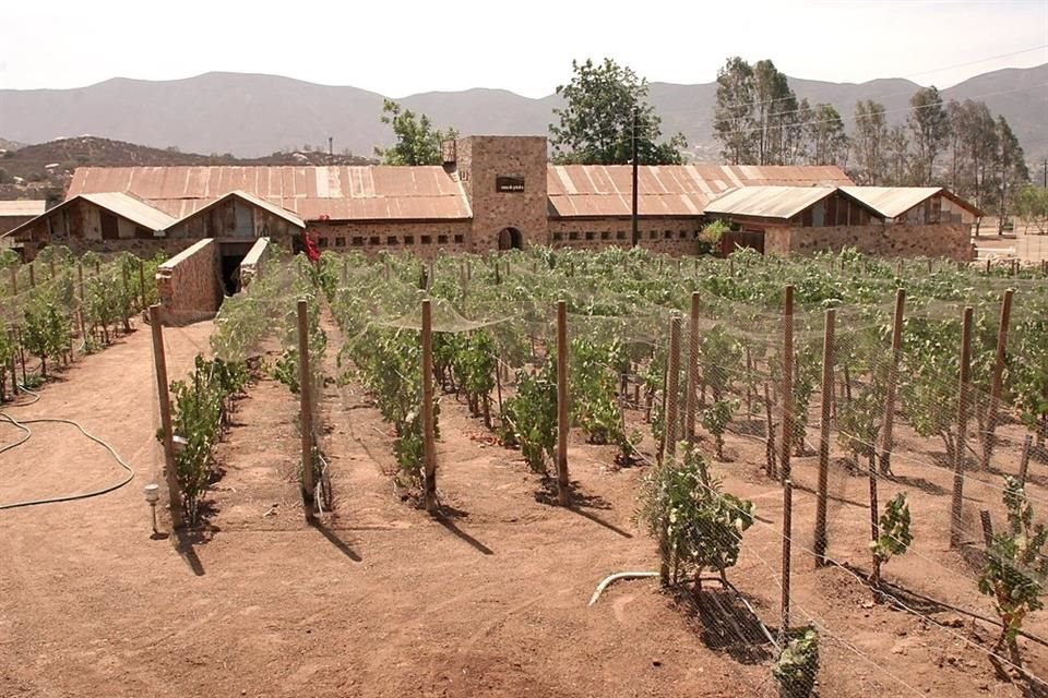 Hace tres años, D'Acosta tomó una decisión que a varios pareció radical: arrancó el primer viñedo de Casa de Piedra.