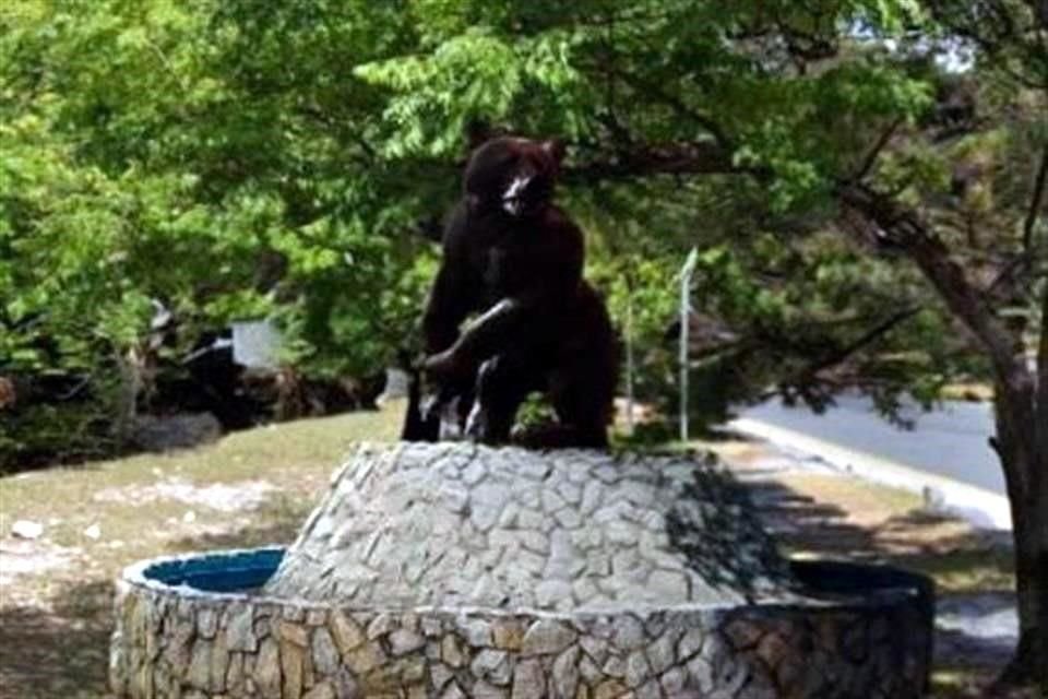 Así se proyecta la escultura del 'oso sociable' que será colocada en el sector de Valle de San Ángel, en San Pedro.