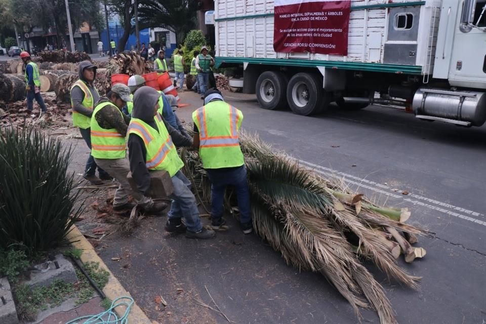 Los pedazos y las hojas de las palmeras derribadas fueron trasladadas al Vivero de Nezahualcóyotl, en Xochimilco.