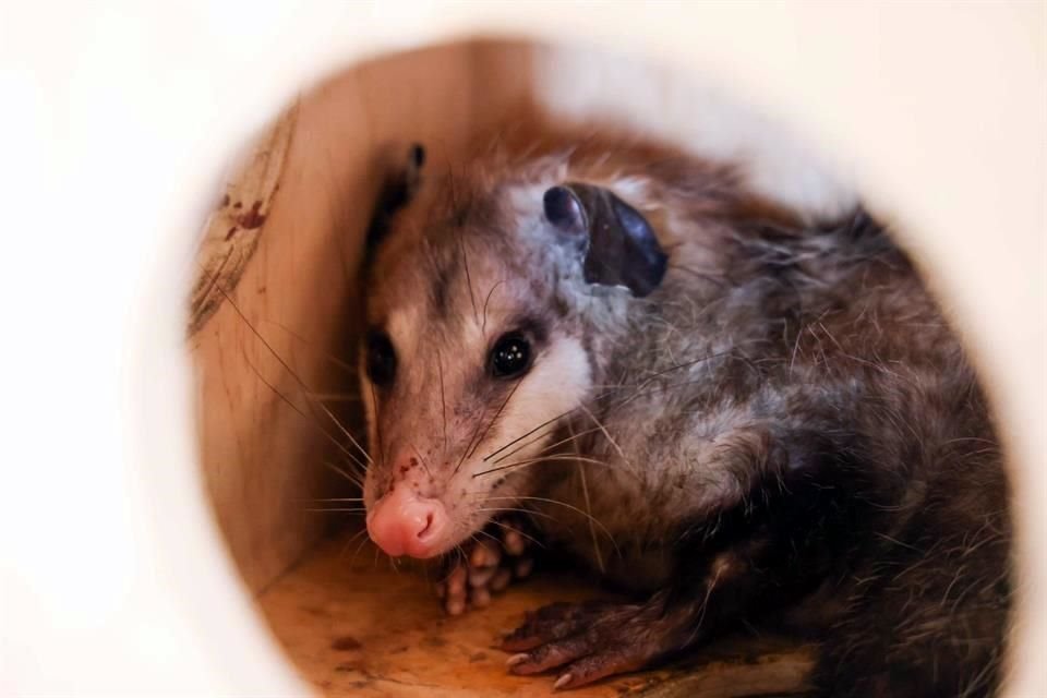 Tlacuache, único marsupial en México.