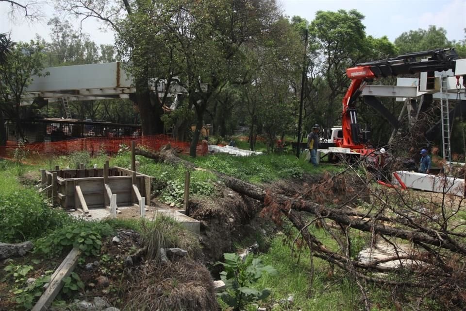 'El año pasado vi los árboles, parecía que habían pegado, pero este año la mayoría de los árboles ya están muertos', dijo especialista.