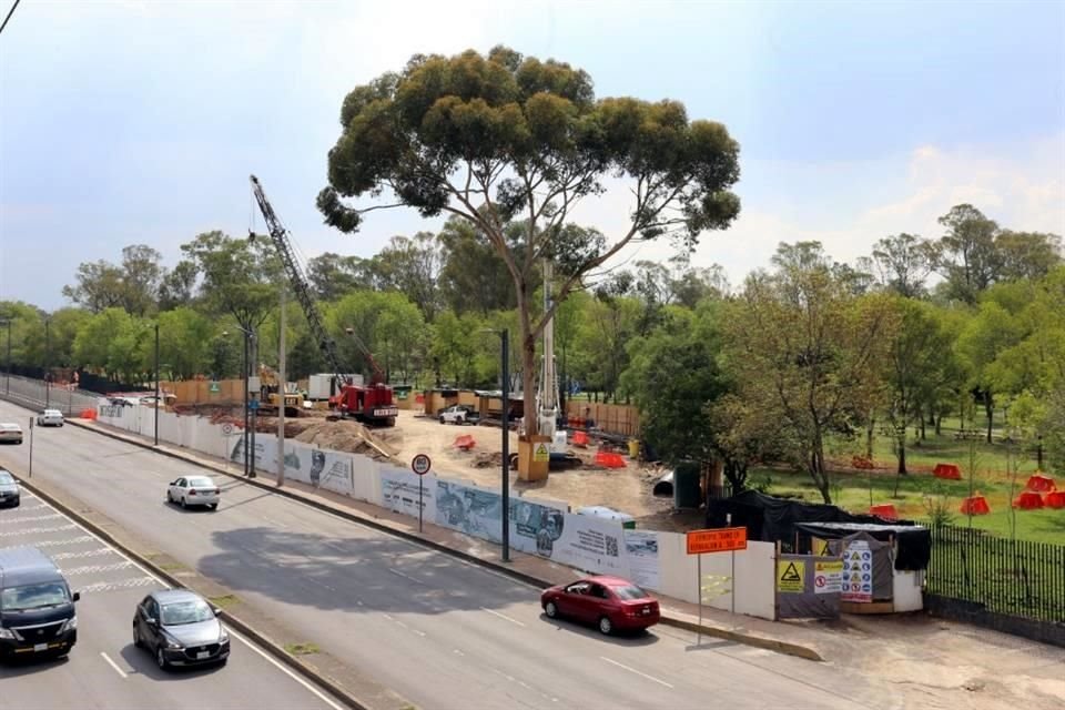 El árbol de eucalipto fue derribado como parte de las obras de la Línea 3 del Cablebús.