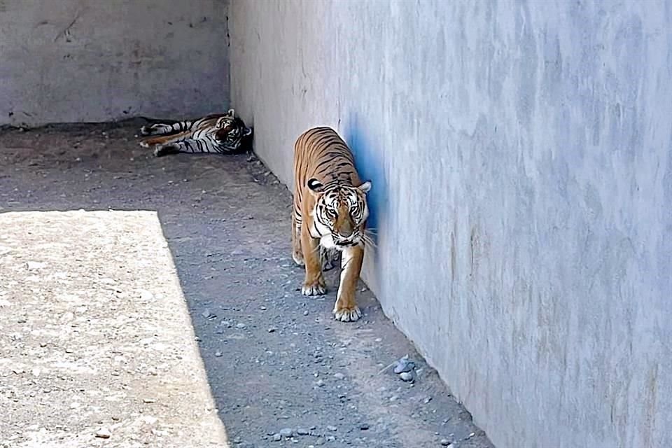 Tigre de Bengala.