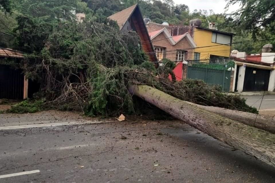 La Alcaldía Álvaro Obregón informó que un árbol de más de 10 metros de altura cayó en Calzada de las Águilas 1861.