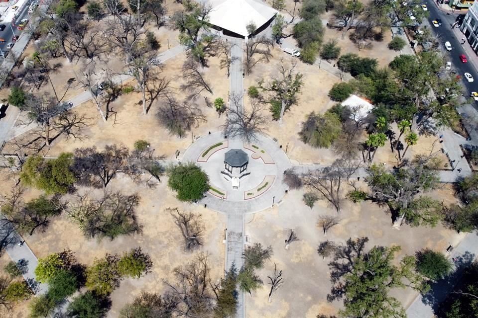 El Municipio de Monterrey inició el retiro de árboles secos de La Alameda.