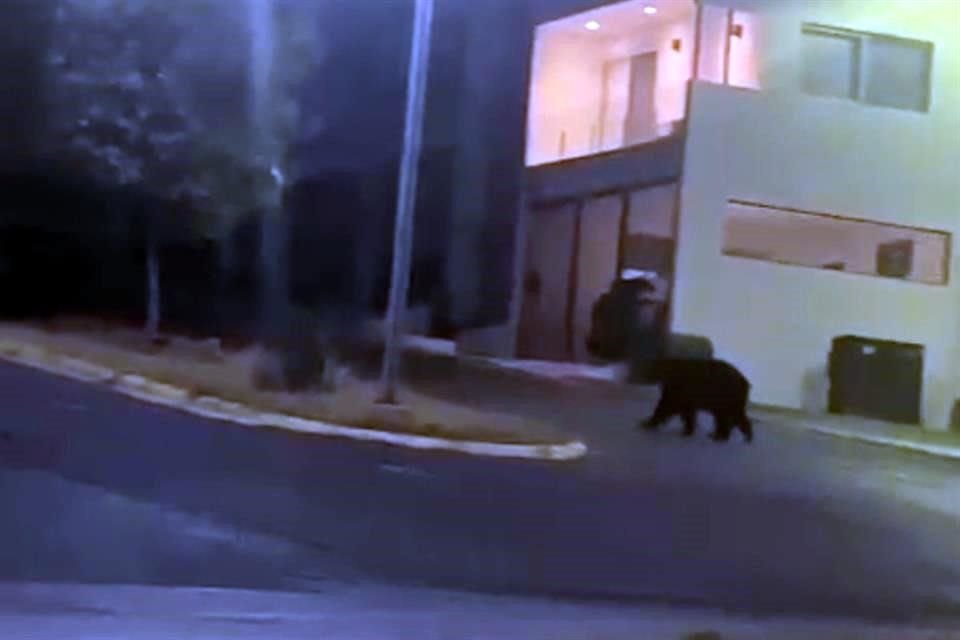 Un oso fue captado en la mañana entre las calles de Paseo del Acueducto y Colinas del Acueducto, en la Colonia Satélite Acueducto (izq.), mientras que otro paseó por la noche frente a un Seven Eleven de la Avenida Acueducto, en la Colonia Ciudad Satélite (der.).