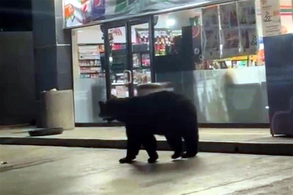 Un oso fue captado en la mañana entre las calles de Paseo del Acueducto y Colinas del Acueducto, en la Colonia Satélite Acueducto (izq.), mientras que otro paseó por la noche frente a un Seven Eleven de la Avenida Acueducto, en la Colonia Ciudad Satélite (der.).