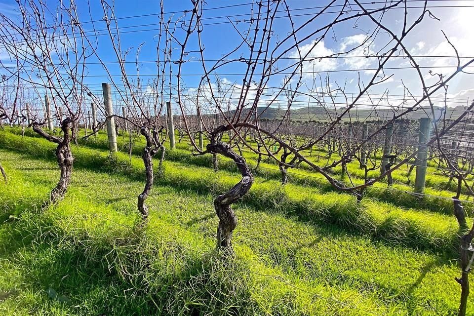 El proyecto: viajar al origen y probar 40 vinos en 40 días. Los hallazgos: una industria vigorosa, sustentable y mucho más que Sauvignon Blanc.