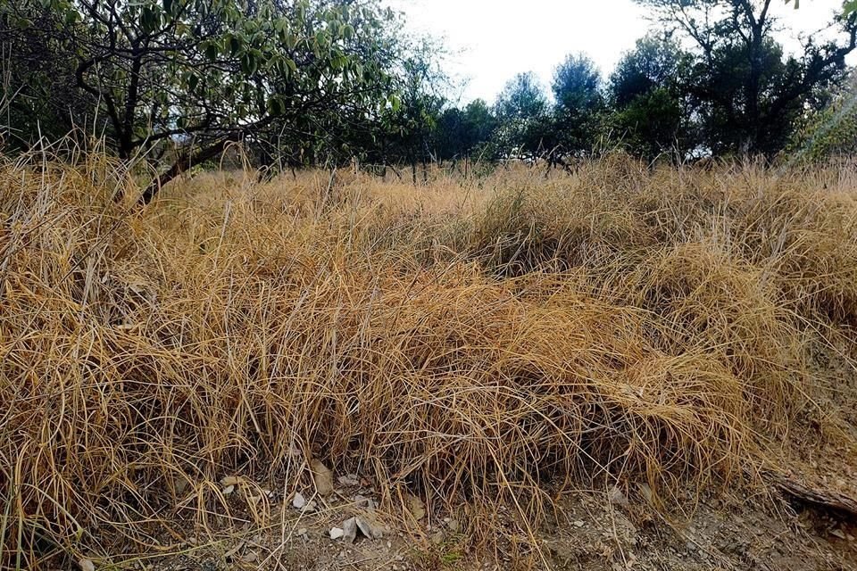 La propuesta de los vecinos incluye quitar la maleza de esta área verde, sin embargo, el Municipio no quiere hacerlo.