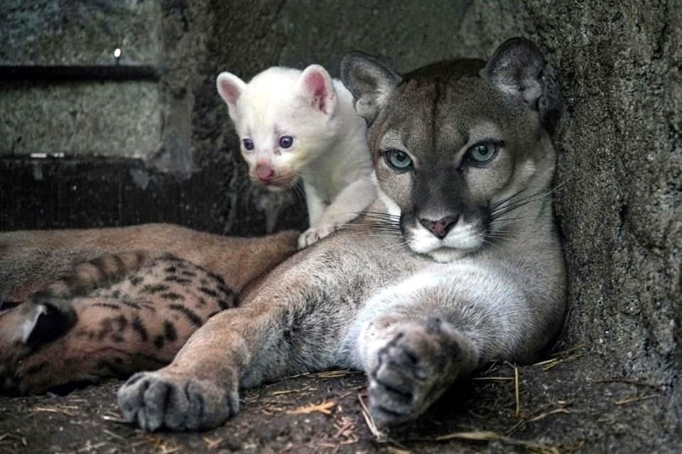 Un ejemplar de puma albino, una mutación rara en el mundo animal, especialmente en estos felinos, nació hace un mes en un zoológico de Nicaragua.