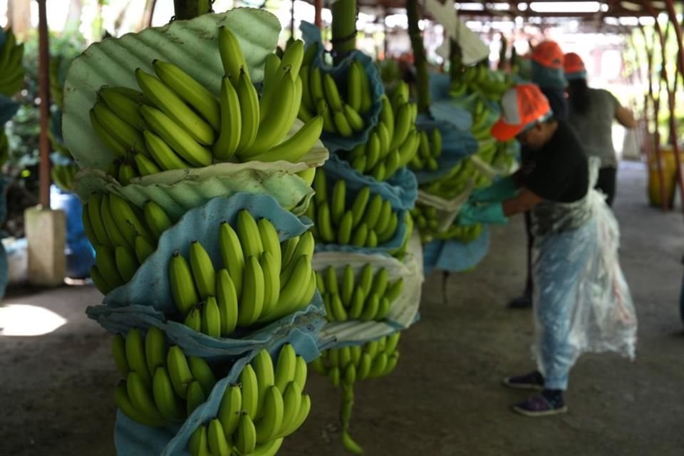 Un trabajador corta banano en una hacienda en Los Ríos, Ecuador, el 15 de agosto de 2023.