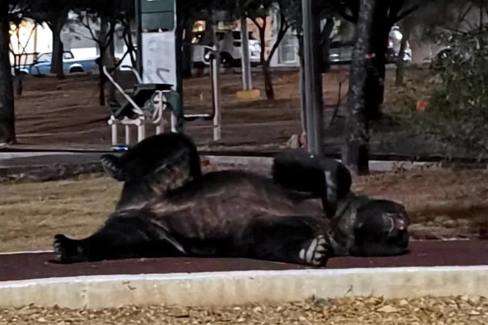 El animal se recostó en un parque del sector.