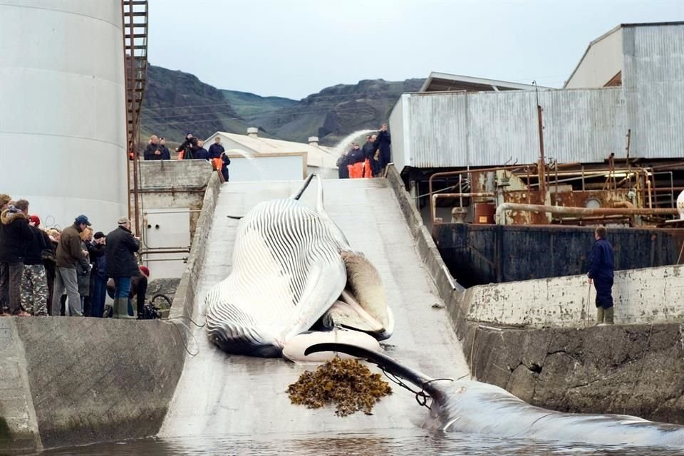 Islandia reanudo con condiciones y monitoreo más estrictos la caza de ballenas, después de que decidió no extender una prohibición temporal de dos meses.