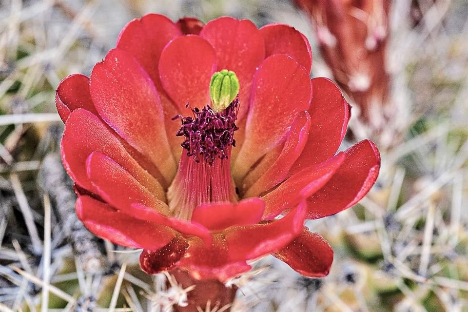 Flora del desierto.