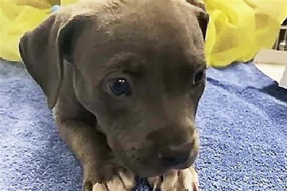 Un cachorro recibió una dosis de Naloxona por posible sobredosis de fentanilo, en California.