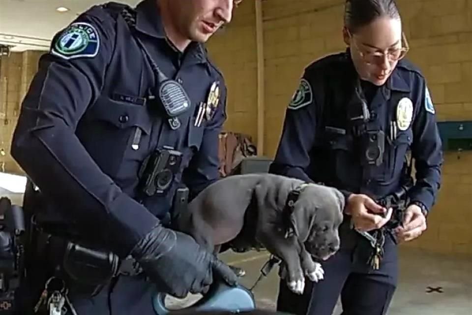 Oficiales de Policía de California sostienen a un cachorro de pitbul presuntamente intoxicado con fentanilo, el 6 de septiembre.