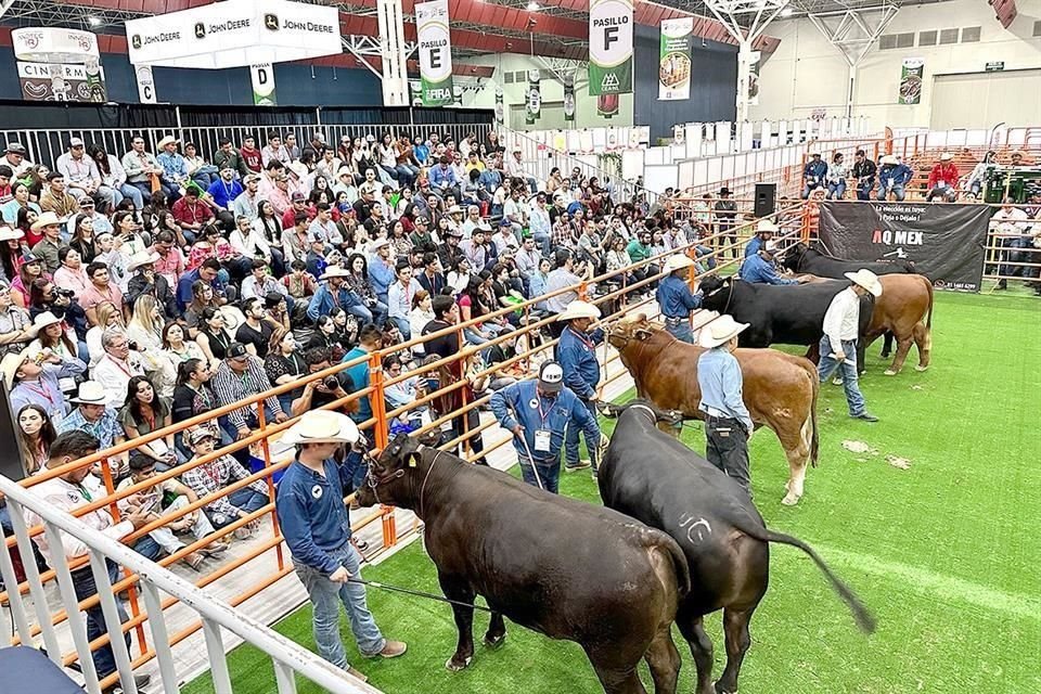 Novillos de gran calidad desarrollados en la zona noreste del país, son exhibidos ante el público asistente.
