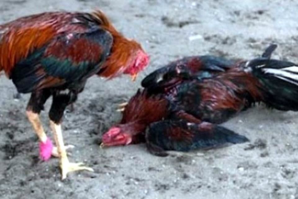 El dictamen que incluía las peleas de gallos fue devuelto por la Consejería Jurídica, quien realizó modificaciones de estilo al documento.