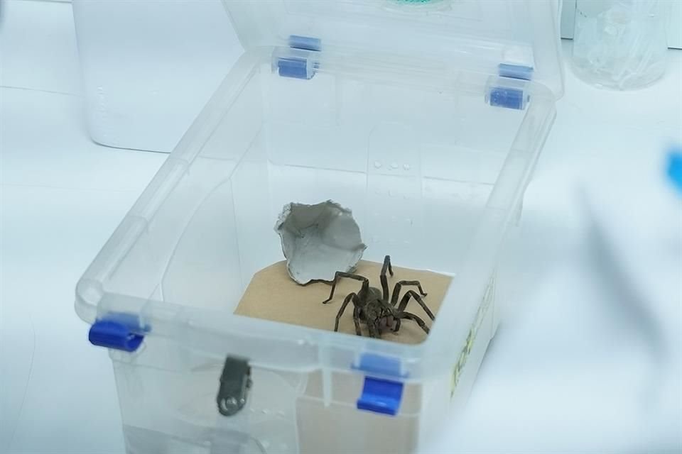 Un gel contra la disfunción eréctil está en desarrollo en Brasil gracias al estudio del veneno de las arañas bananeras.