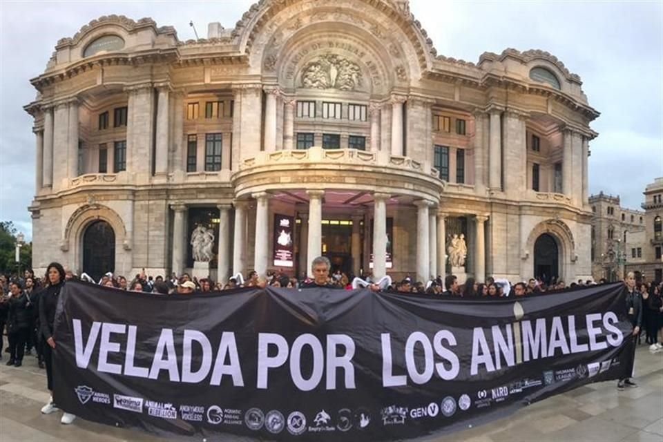 Aunque la CDMX ya reconoce a los animales como seres sintientes aún no hay sentencias justas para quienes los maltratan.