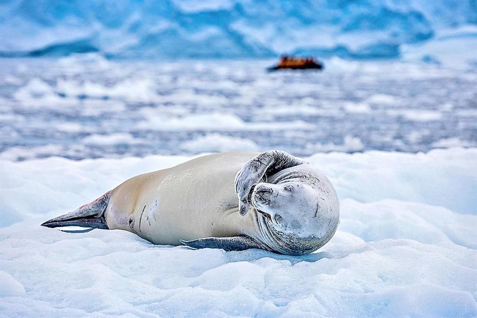 Admira a la foca cangrejera.