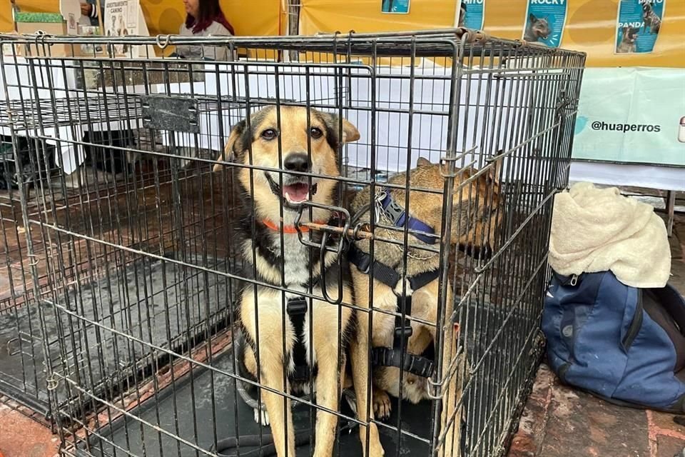 De acuerdo con la Secretaría de Medio Ambiente, en el 2023 se registraron 3 mil 293 animales abandonados.