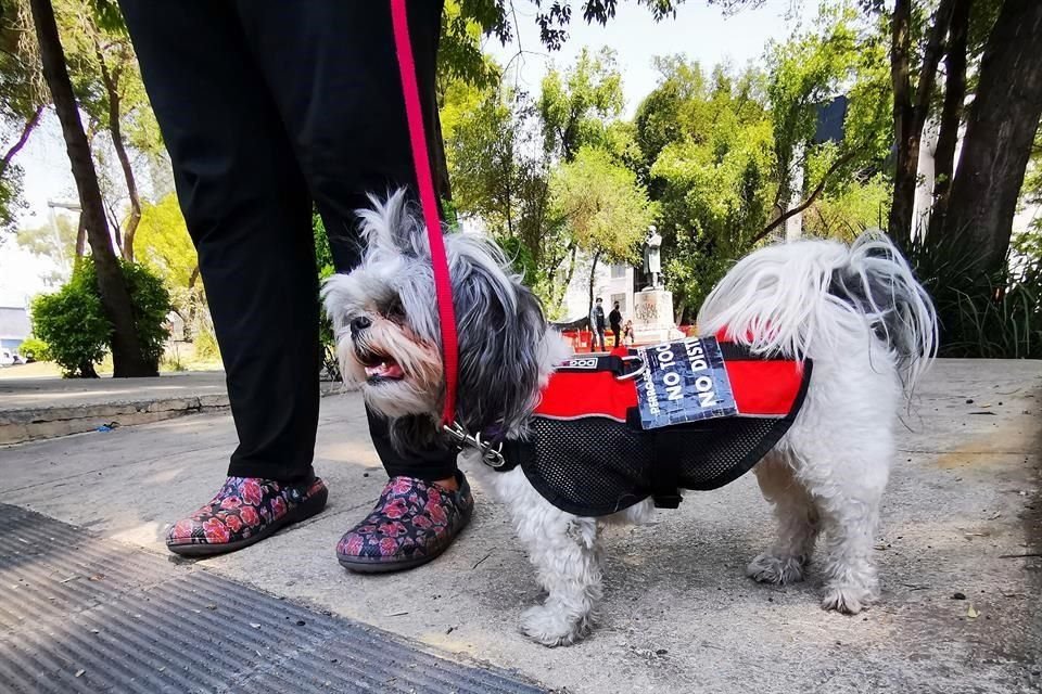 Los perros de asistencia están adiestrados para realizar actividades de apoyo a personas con algún tipo de discapacidad física, mental o sensorial.