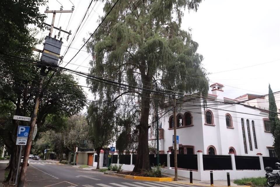 Vecinos consideran un ahuehuete como referente de esta zona de la Miguel Hidalgo.