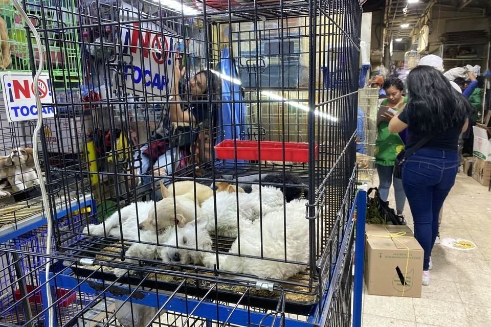 A los animales que se comercializan en el mercado de la Alcaldía Venustiano Carranza se les mantiene en condiciones de hacinamiento y bajos estándares de limpieza.