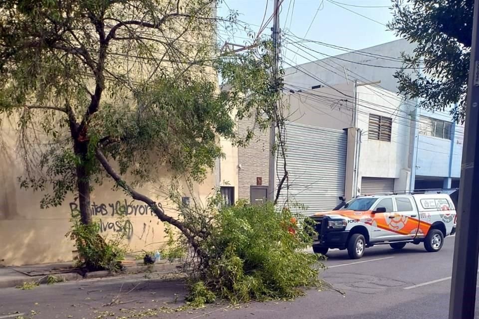 La rama cayó en un carril de la calle Ruperto Martínez, casi esquina con arista.