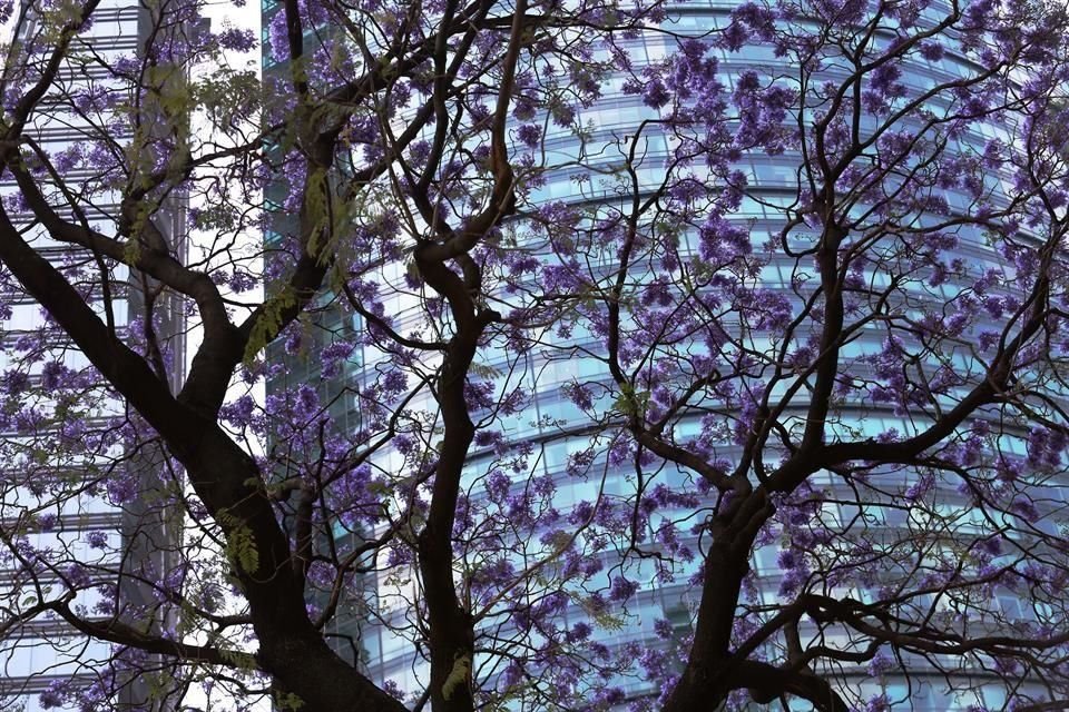 Las jacarandas (Jacaranda mimosifolia) están en todo su esplendor y pintan varias ciudades de México. Pretoria es conocida como 'Jacaranda City' por miles de estos árboles decorando sus calles.