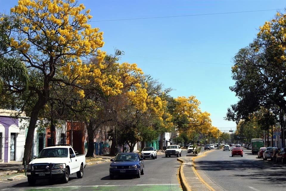 Vestidos completamente de amarillo, los árboles Primavera (Tabebuia donnell-smithii) usualmente comienzan a florear en marzo en Guadalajara, Jalisco y Tuxtla Gutiérrez, en Chiapas.