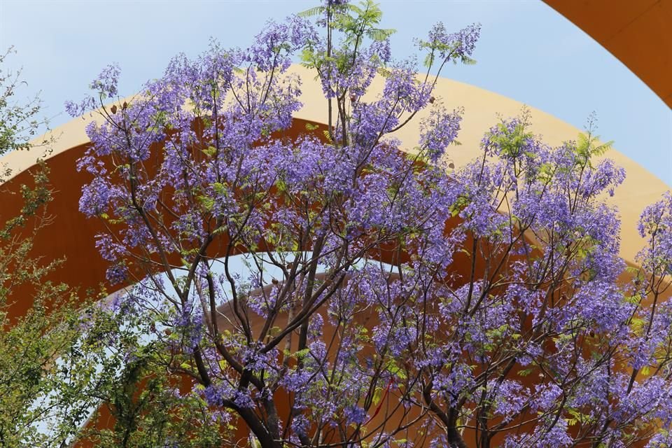 Aunque la floración de primavera se adelanto por la constante onda de calor, la jacaranda sigue vistiendo las calles de Guadalajara de morado.