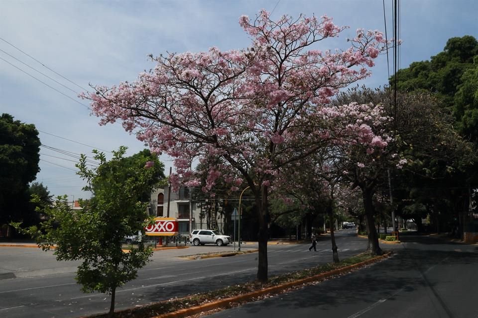 Sobre Avenida Las Rosas se pueden apreciar ejemplares de rosa morada.
