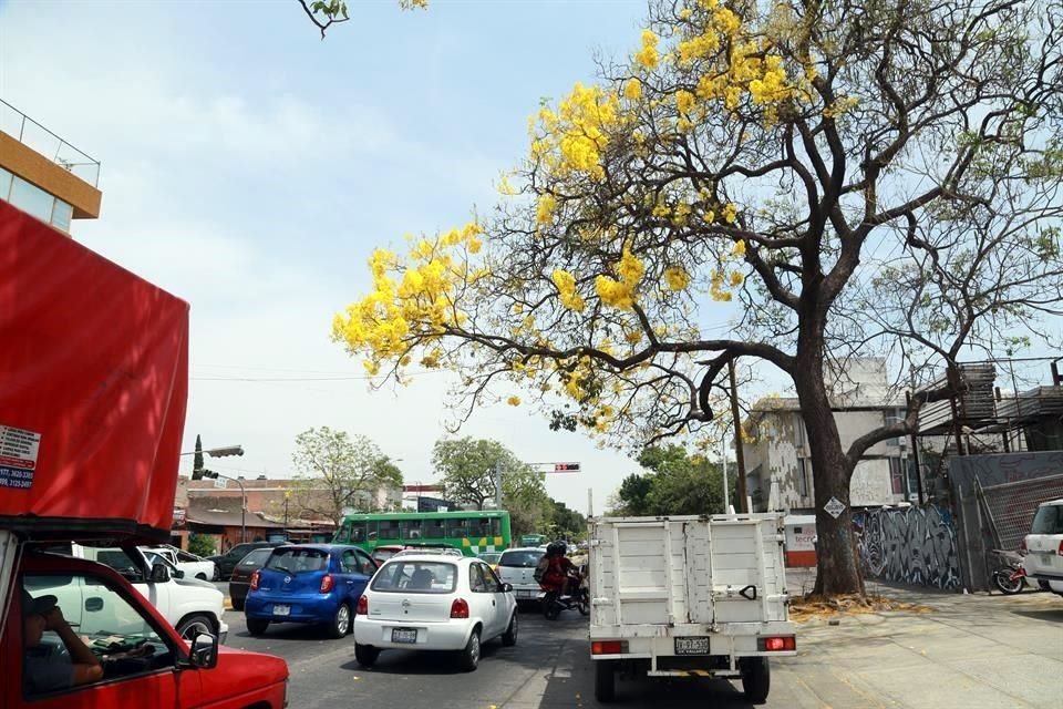 Aun se puede ver algunas flores de lluvia dorada en Avenida La Paz.