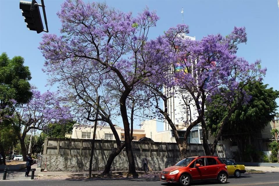 Con la llegada de la primavera una jacaranda floreada adorna la esquina de Avenida Américas y Manuel López Cotilla.