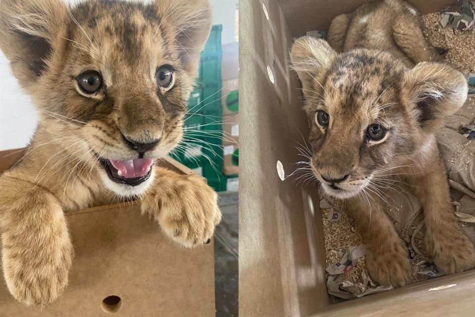 La cachorra quedó bajo resguardo de la Procuraduría y fue trasladada al Zoológico San Jorge.