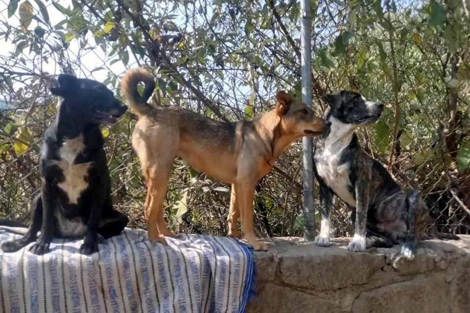 De acuerdo con vecinos, las manadas de perros han crecido en los últimos meses.