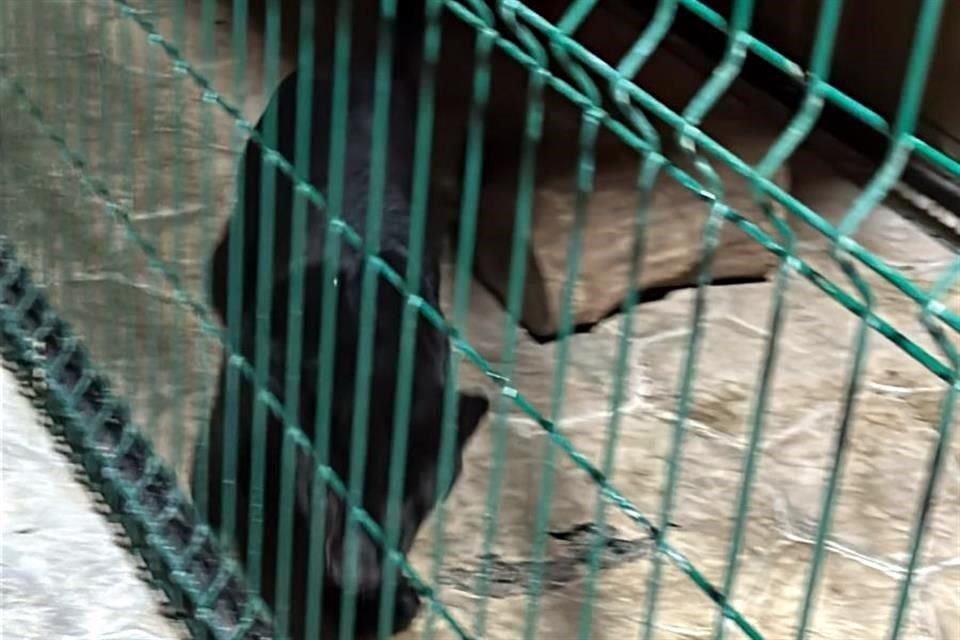 El tigre, la pantera y un cachorro de león rescatados fueron llevados al Zoológico de Morelia.